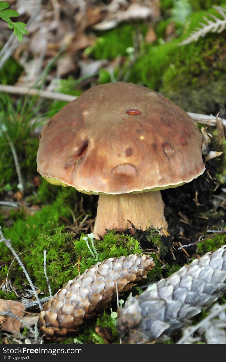 Close up boletus mushroom on a moss background