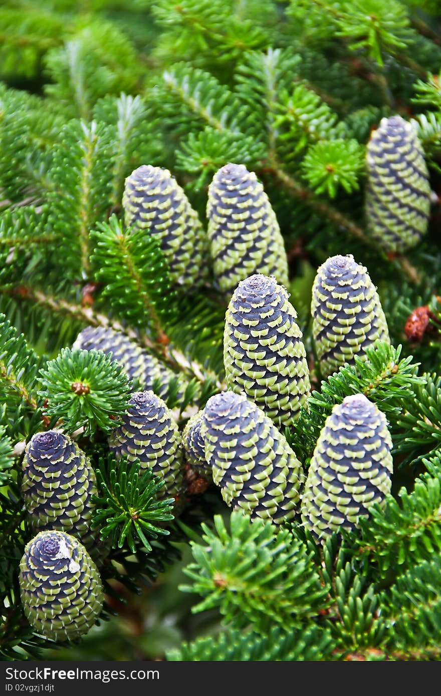 cones