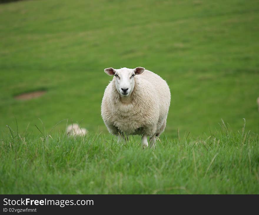 Quizzical Sheep