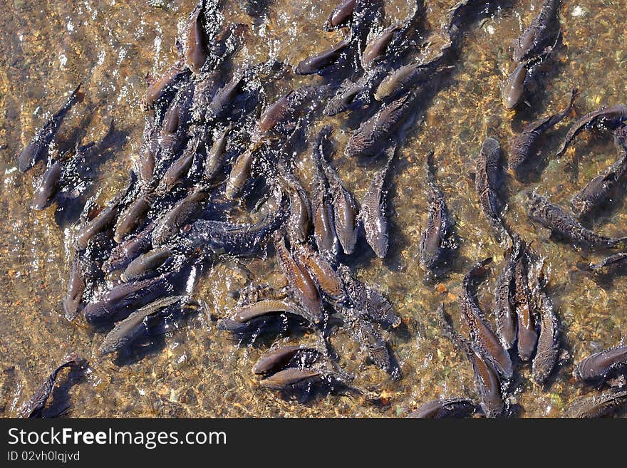 The famous koi fish of japan. The famous koi fish of japan