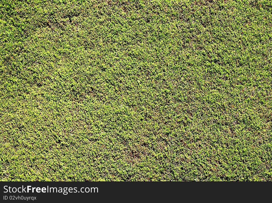 The green grass in the morning