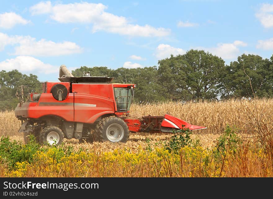 Red farm corn combine in a corn field. Red farm corn combine in a corn field