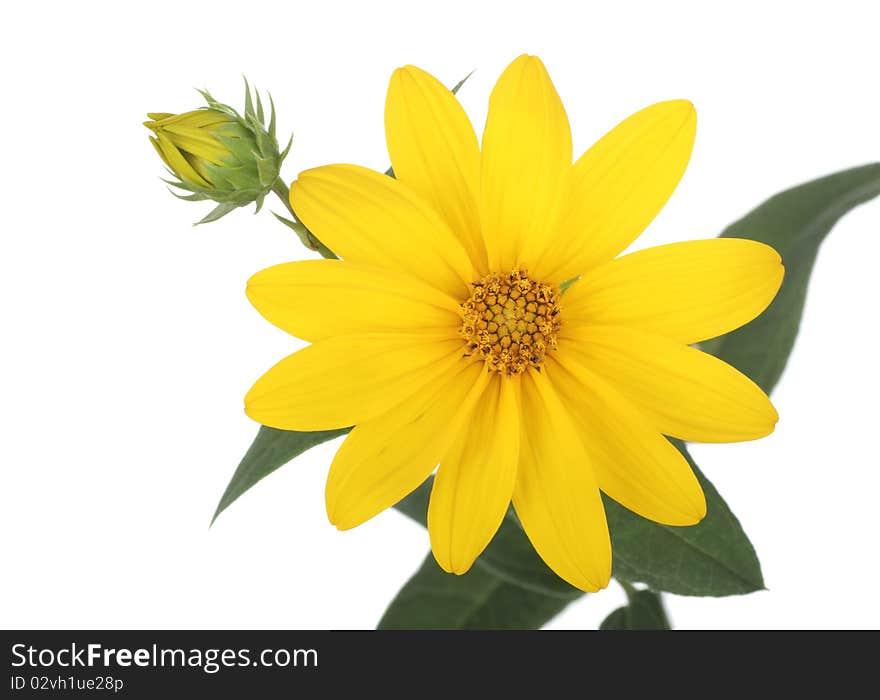 Yellow daisy flower and bud isolated on white