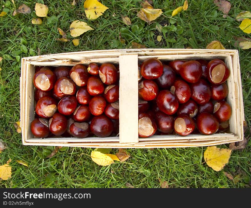 Basket full of chestnuts in the garden