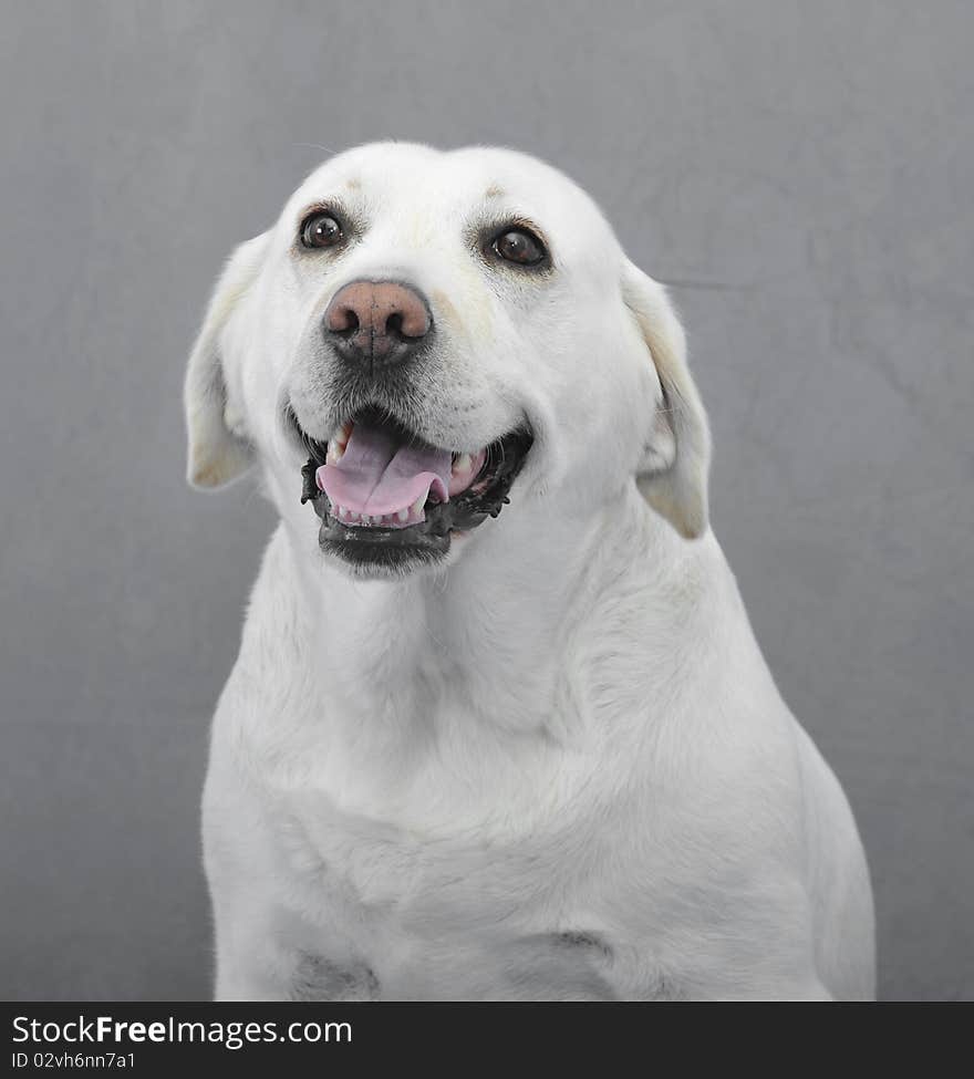 Labrador retriever on the grey background.