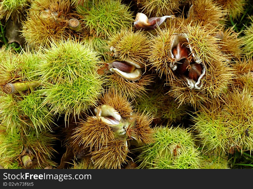 Ripe Chestnuts bursting from their shells in the autumn