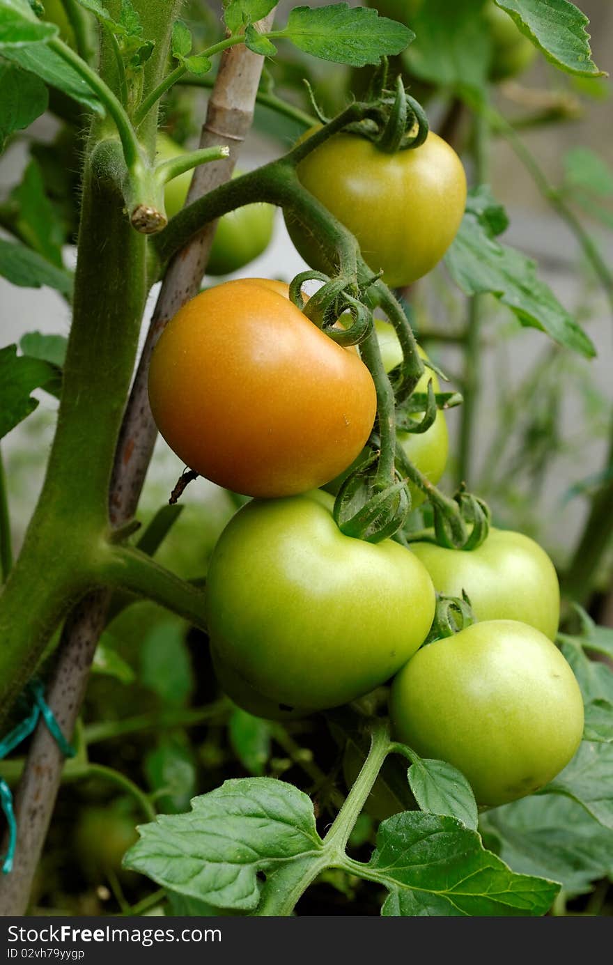 Home grown tomatoes ripening on the vine