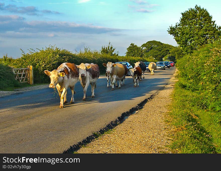 Cows going home in late afternoon