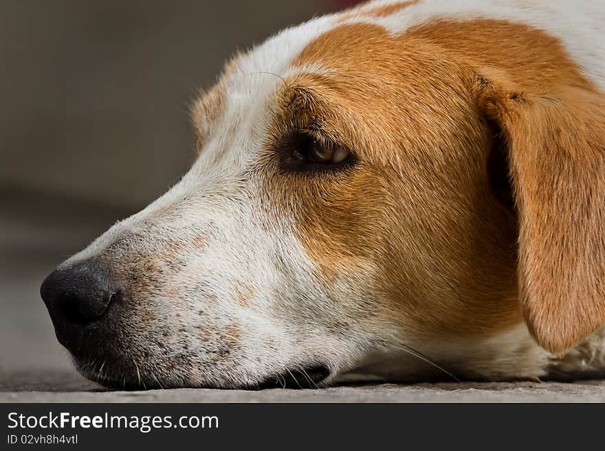 Tired dog lie in a street. Tired dog lie in a street