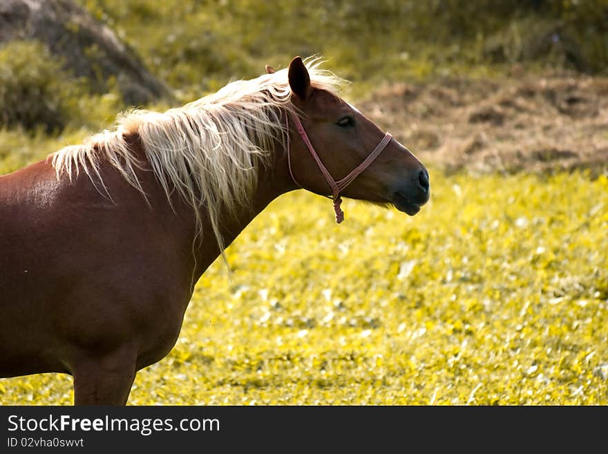 A horse paying attention to some sounds