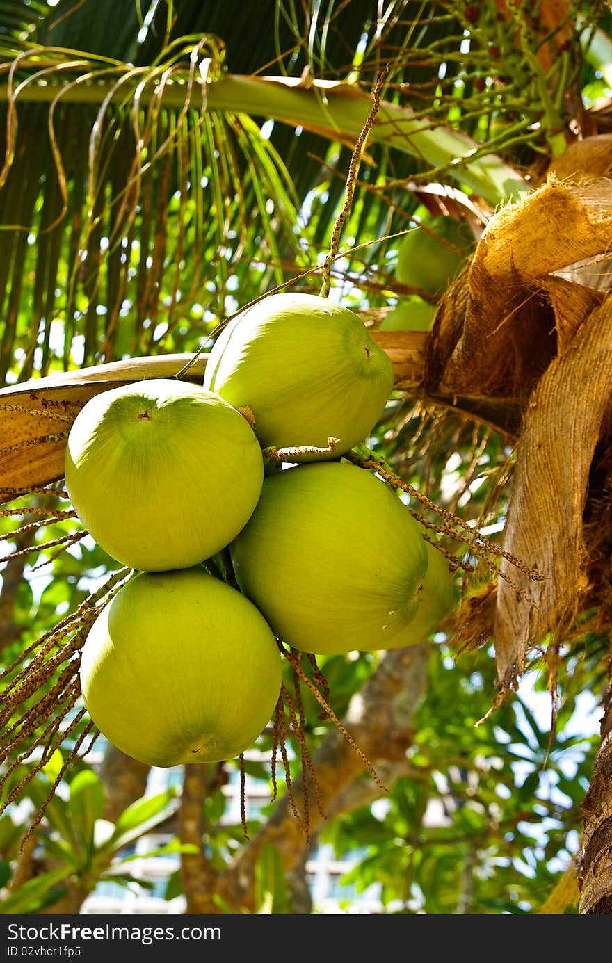 Coconut tree on the beach