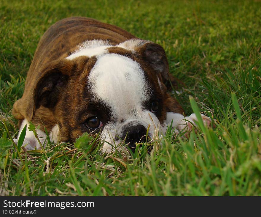 English Bulldog puppy laying in the yard.