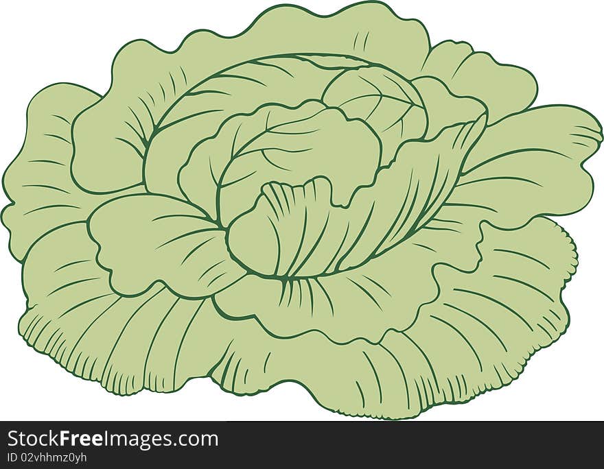 Cabbage head