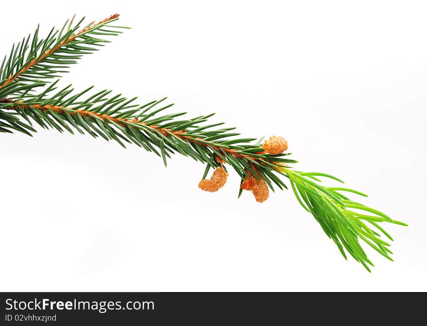 The green spruce branch