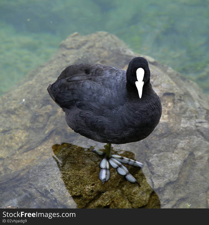 Black bird on Lake Geneva