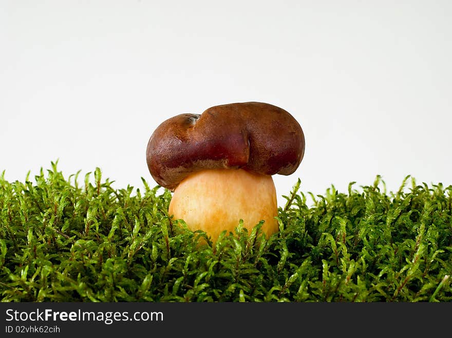 Young mushroom growing on green moss on the white background. Young mushroom growing on green moss on the white background