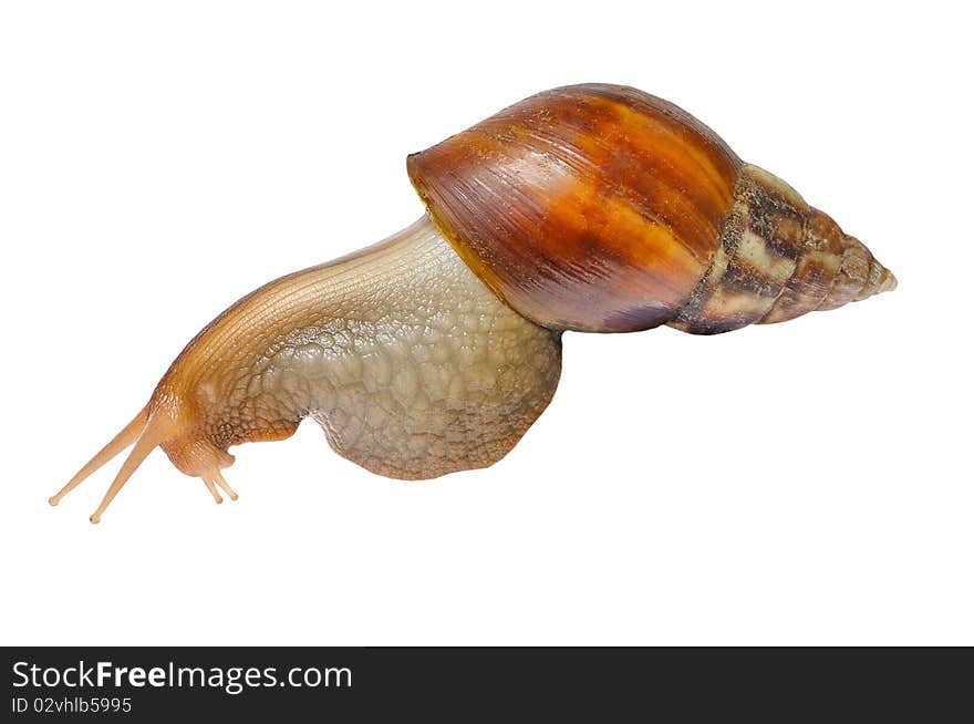 Snail