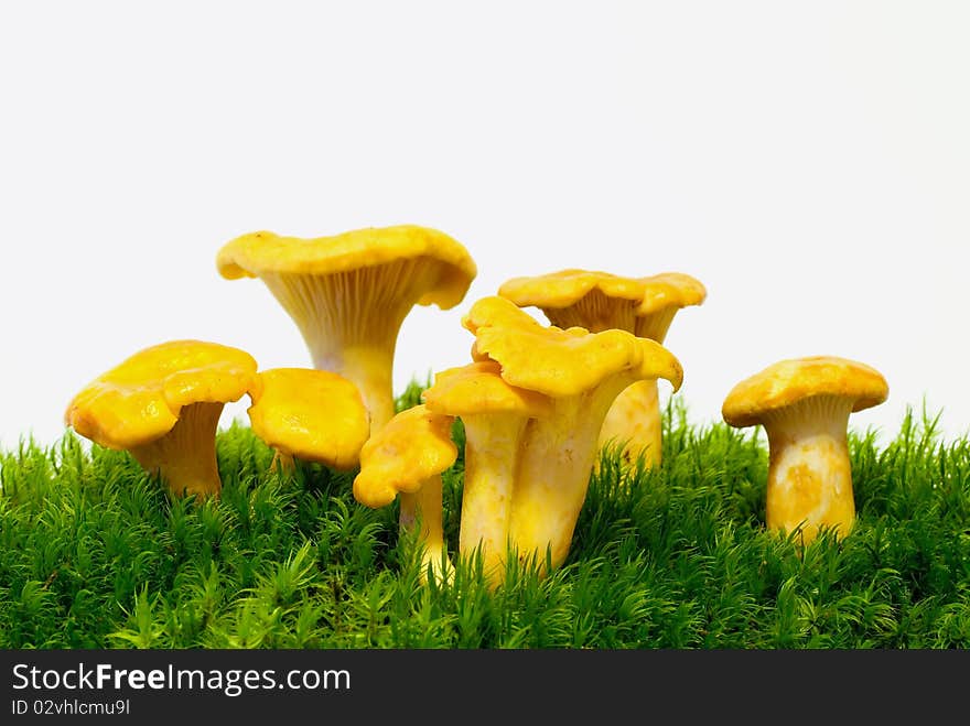 Mushrooms growing on green moss on the white background. Mushrooms growing on green moss on the white background