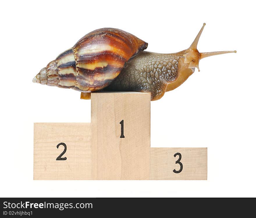 Big snail on podium isolated on white background