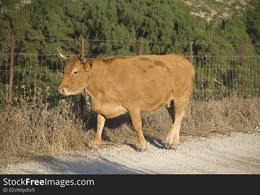 Brown Cow