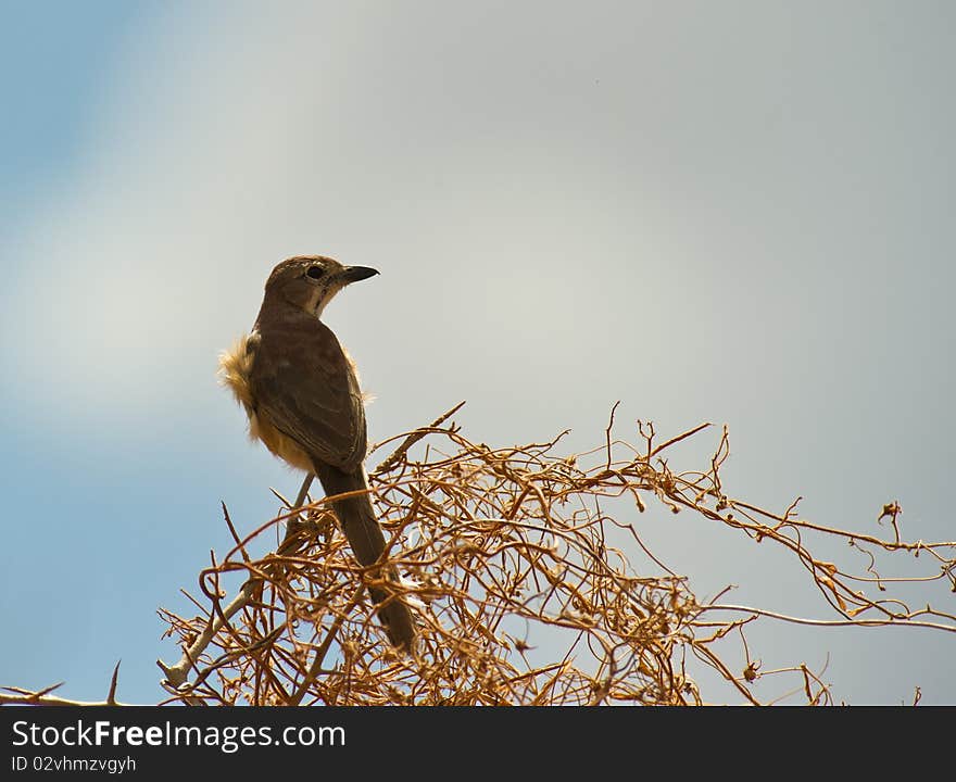 The first beams of the sunrise illuminate a Rosy-patched Bush-shrike perching on a scrub of the dry savannah-plains of Tsavo national park in Kenya. The first beams of the sunrise illuminate a Rosy-patched Bush-shrike perching on a scrub of the dry savannah-plains of Tsavo national park in Kenya.