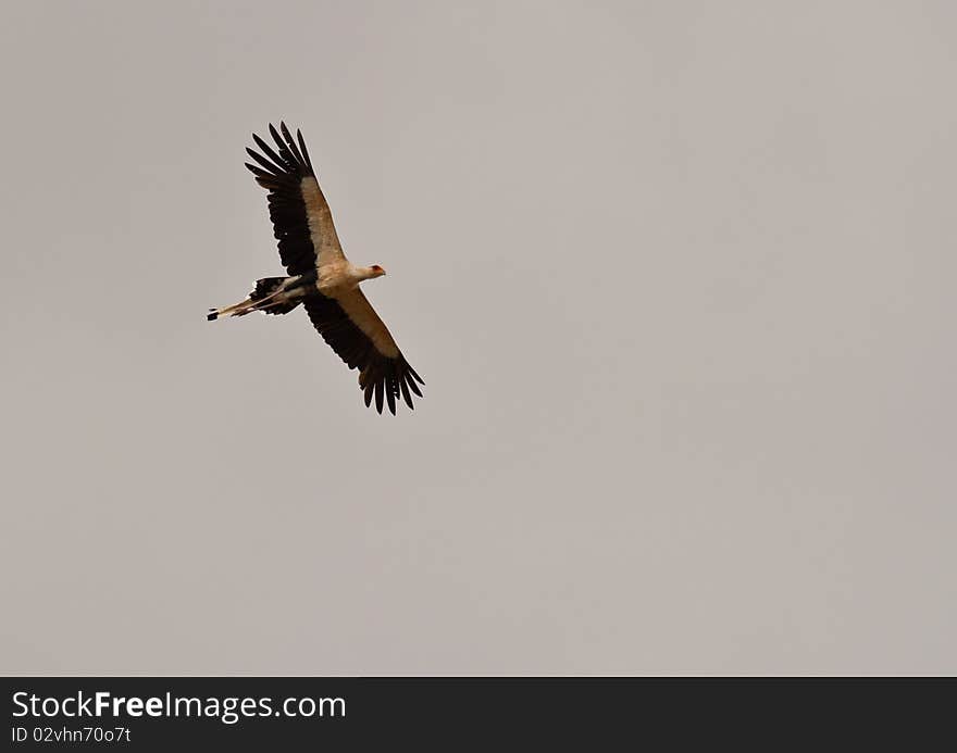 Secretary Bird on flight