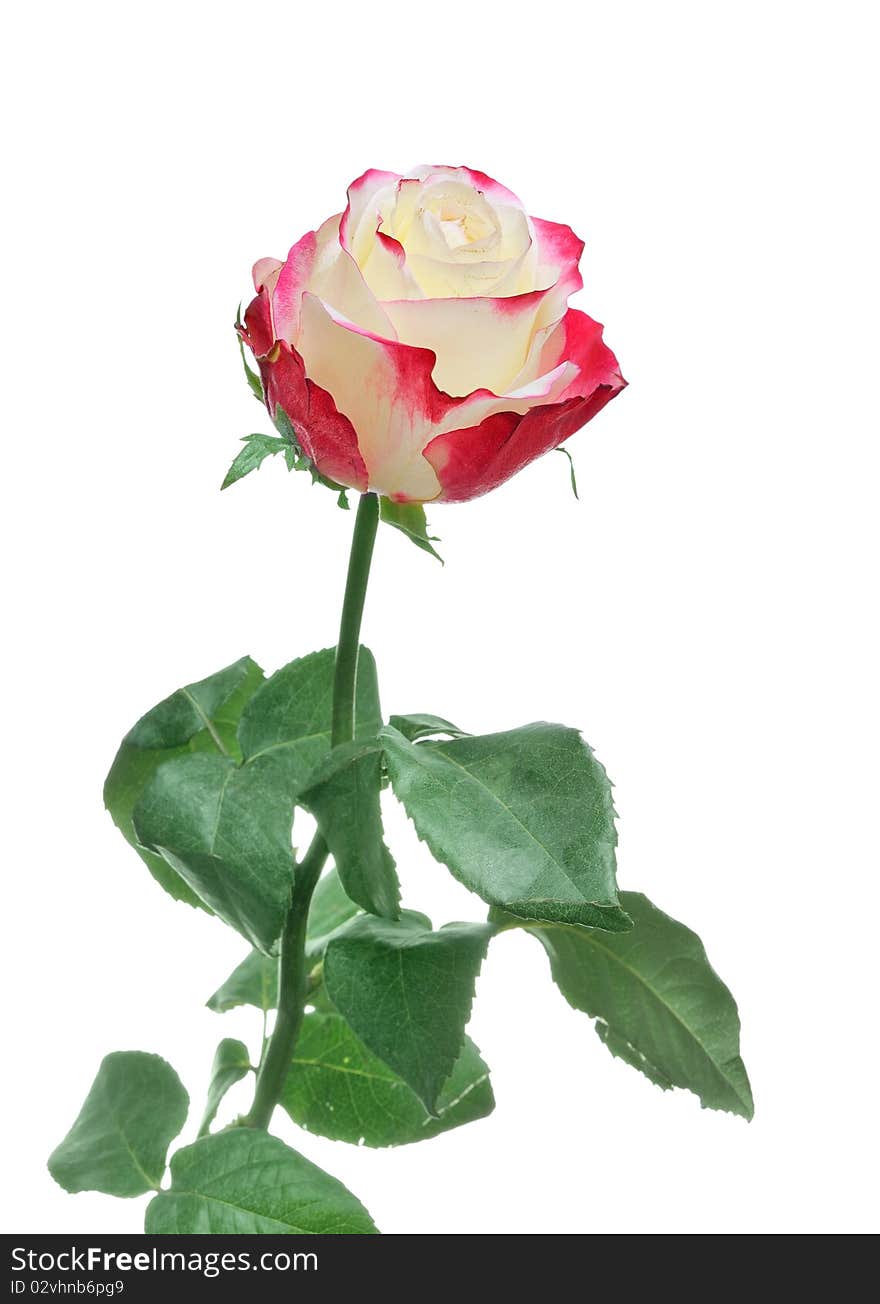 One Beautiful Rose