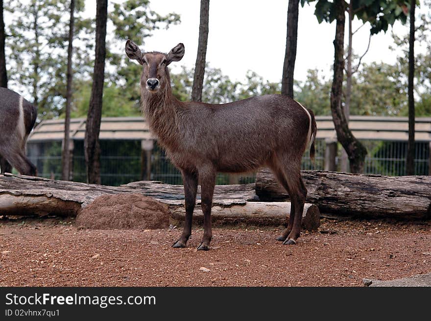 The Female Water Buck in Chiang Mai Night Safari