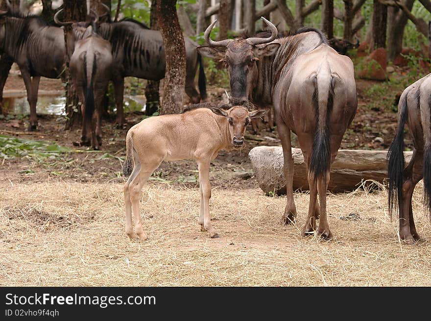 Family of Wilderbeast in Chiang Mai Night Safari