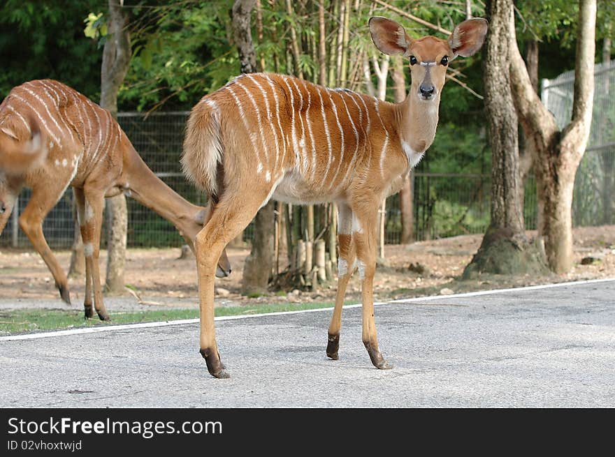 Female Nyala in Chiang Mai Night Safari