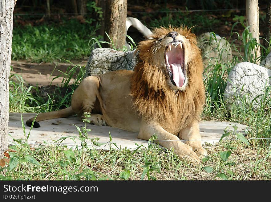 The Male Lion in Chiang Mai Night Safari