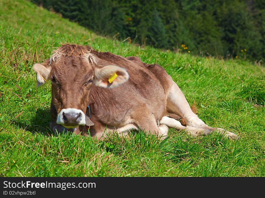 Calf on the green grass in swiss alps