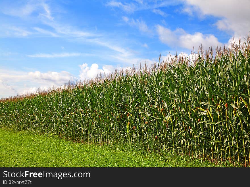 Cornfield