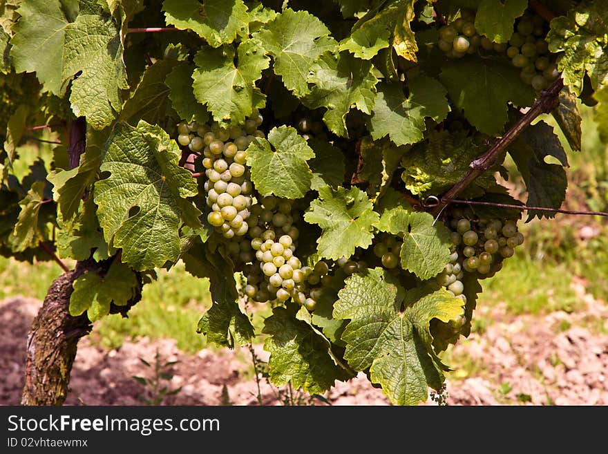 Cluster of white grapes in the vineyard in indian summer. Cluster of white grapes in the vineyard in indian summer