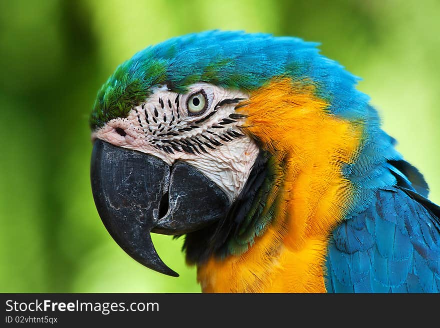 A blue and yellow macaw closeup