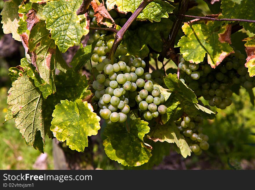 Cluster of white grapes in the vineyard in indian summer. Cluster of white grapes in the vineyard in indian summer