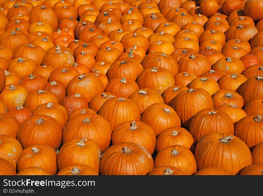 Colorful Pumpkins