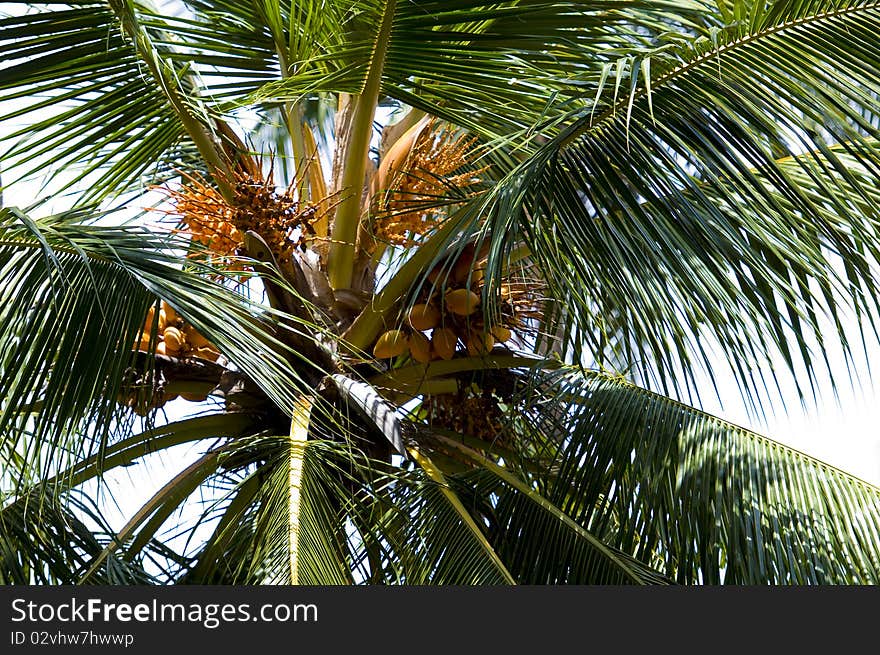 Closeup of young coconuts on coconut tree