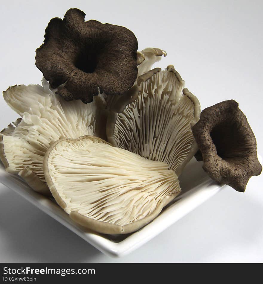 Oyster mushrooms and horns of plenty