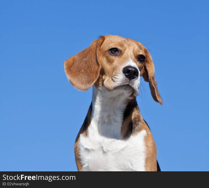 Dog beagle-hunting dog, on blue sky background