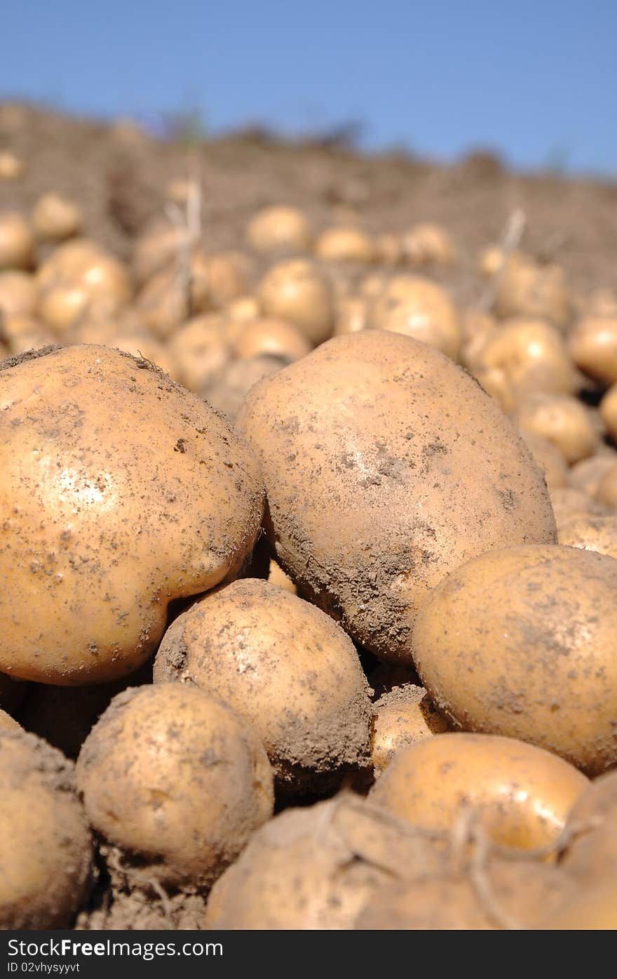 Harvesting potatoes on the farm. Harvesting potatoes on the farm