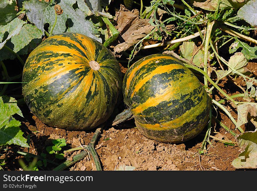 Pumpkins (Cucurbita Moschata)