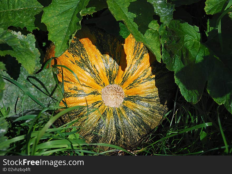 Pumpkin (Cucurbita moschata)