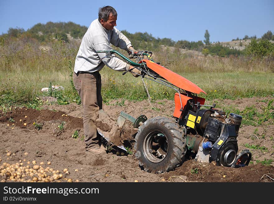 Potato harvest