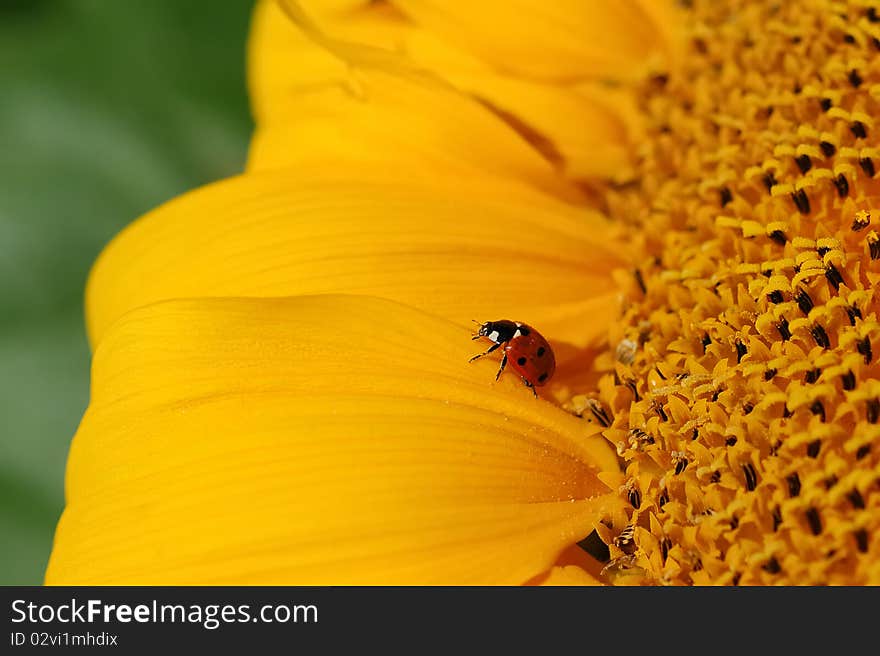 Closeup of a Ladybug (Coccinellidae) on a sunflower (Helianthus annuus). Closeup of a Ladybug (Coccinellidae) on a sunflower (Helianthus annuus).