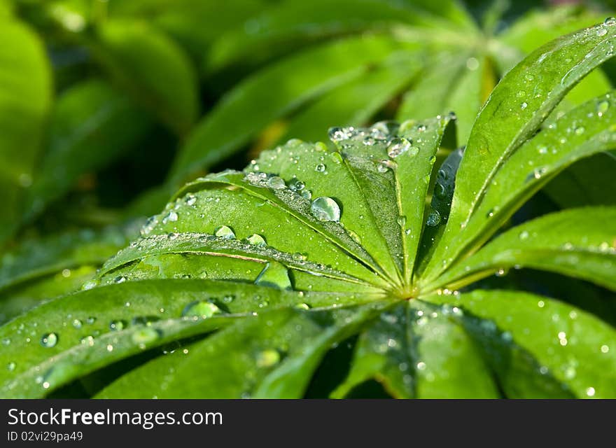 Fresh green leaves