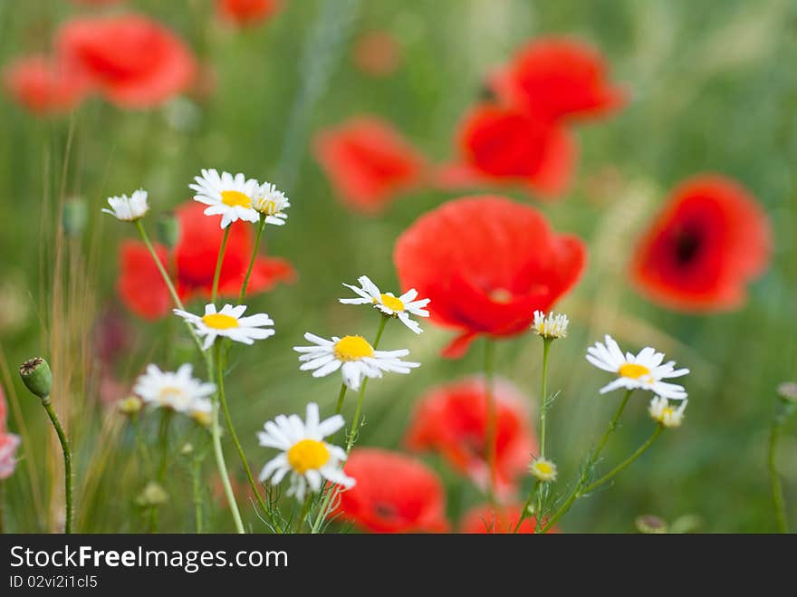 Close up photo of chamomiles and poppy