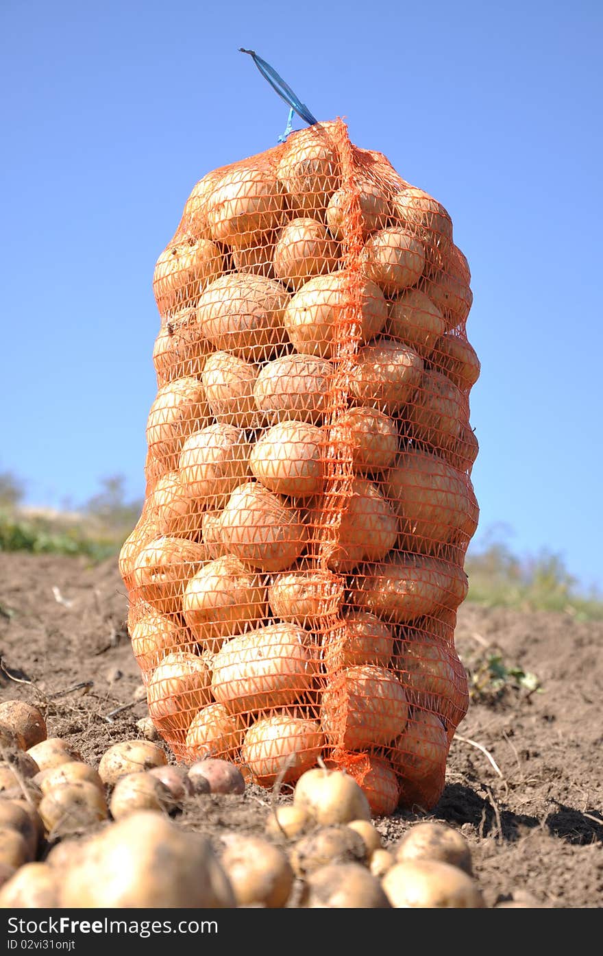 Harvesting potatoes on the farm. Harvesting potatoes on the farm