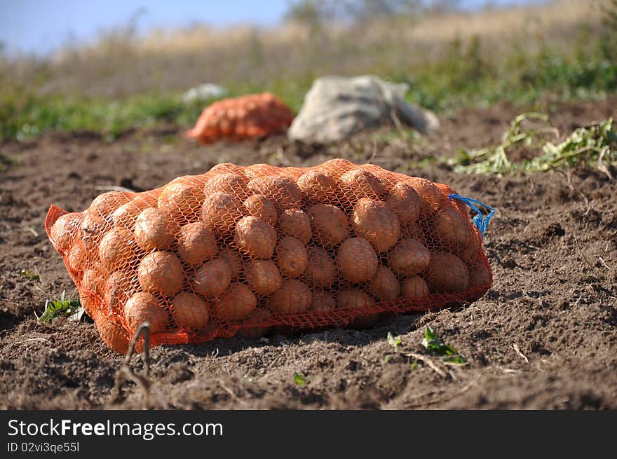 Harvesting potatoes on the farm. Harvesting potatoes on the farm