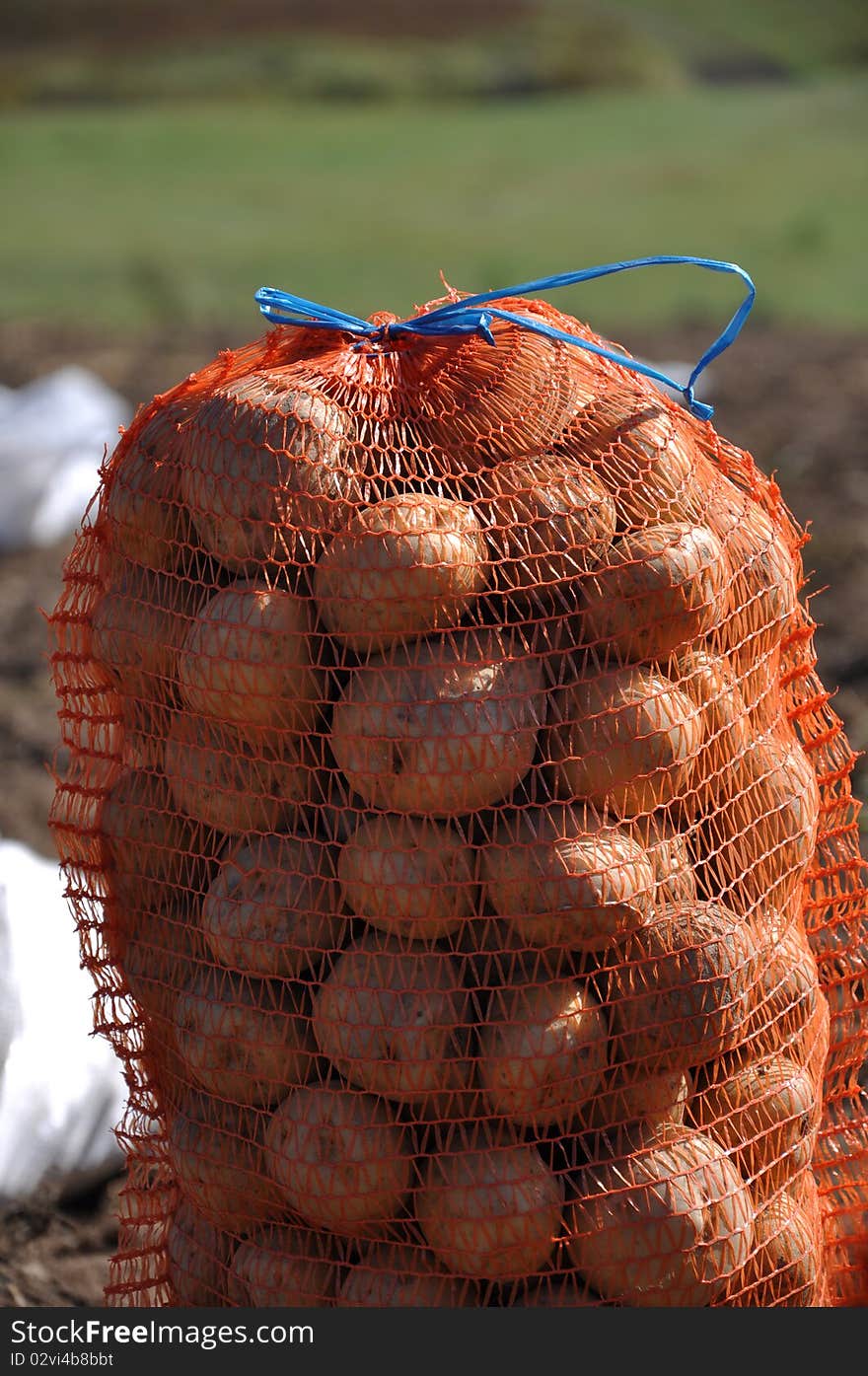 Potato harvest